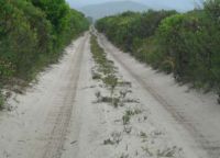 Road through fynbos