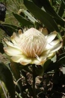 Protea dracomontana flowerhead, the white form