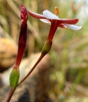 Geissorhiza ovata flower in profile