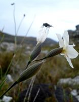 Gladiolus debilis bracts