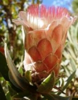 Protea subvestita pink flowerhead