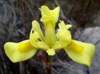 Moraea neglecta flower