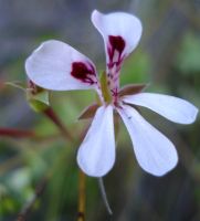 Pelargonium patulum white petals