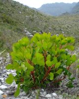 Protea cynaroides vigour