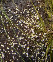 Utricularia bisquamata flowering in Bainskloof