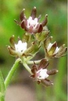 Schizoglossum bidens subsp. atrorubens flower
