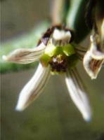 Schizoglossum hilliardiae flower
