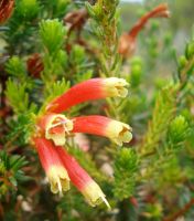 Erica densifolia flowers
