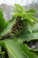 Eucomis montana flower