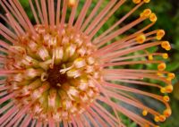 Leucospermum cordifolium bird's eye close-up