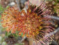 Leucospermum truncatulum changing colour and texture