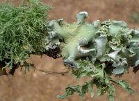 Liverwort or lichen?