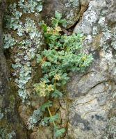 Oscularia deltoides and lichen unobtrusive on blue rock