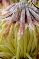 Protea cynaroides, procreative goings-on