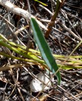 Euphorbia silenifolia lonely leaf?