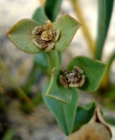 Euphorbia silenifolia withering cyathia