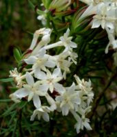 Gnidia pinifolia flower details