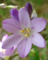 Ixia flexuosa pale flower
