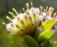Leucospermum truncatulum woolly matchsticks?
