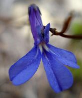 Lobelia chamaepitys flower
