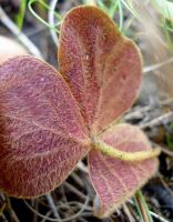 Oxalis truncatula lower surface of leaf
