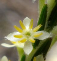 Struthiola ciliata flower