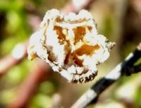 Drosanthemum giffenii capsule