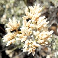 Helichrysum zeyheri flowerheads and cobwebs