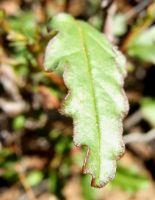 Hermannia cernua leaf