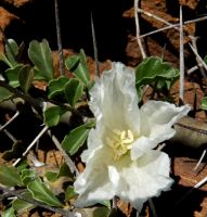 Monsonia crassicaulis bisexual flower