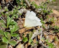 Monsonia crassicaulis flower in profile