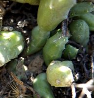 Piaranthus geminatus subsp. geminatus stems green