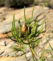 Pteronia flexicaulis dry flowerhead