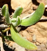 Tetragonia fruticosa leaves