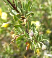Zygophyllum lichtensteinianum flowering stages