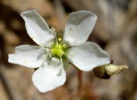 Drosera trinervia flower