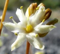 Drimia virens flower and buds