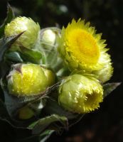 Helichrysum foetidum stem-tip