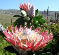 Protea cynaroides variety in involucral bracts