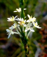 Struthiola dodecandra flowers