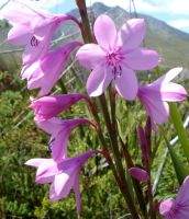 Watsonia borbonica subsp. ardernei flowers