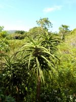 Aloidendron barberae seen from the Boomslang