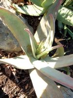 Aloe kouebokkeveldensis