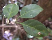Canthium inerme leaves and more