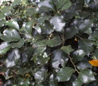 Cryptocarya myrtifolia leaves