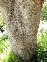 Kiggelaria africana trunk