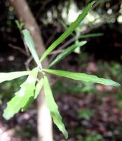 Nuxia oppositifolia leaves