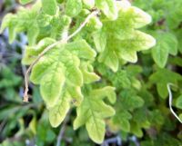 Coleus venteri leaves