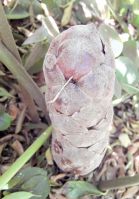 Stangeria eriopus female cone