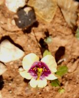 Diascia bicolor flower